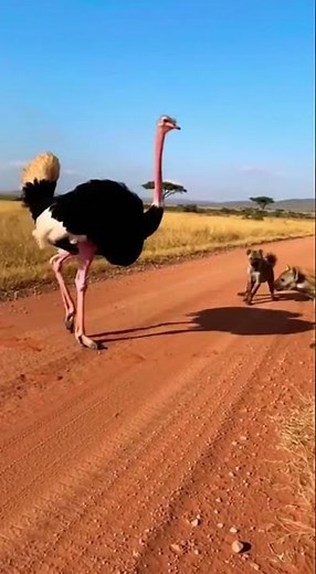 Ostrich Delivers Massive Kick to Hyena in Savanna Standoff