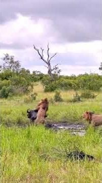 Lions casually stroll up to a buffalo chilling in the mud