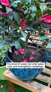 root development formula #gardeninggoals #gardeningistherapy #gardeningtips #gardeninglife #gardening_love #gardeninguk #gardening101 #gardeningtools #gardeningislife #gardeningtherapy #gardeningknowhow #gardeningseason #gardeningismytherapy #gardeningmakesmehappy #gardeningaustraliamag #gardeningday #gardeningideas #gardeningphoto | Home Gardening