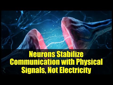 Neurons Stabilize Communication with Physical Signals, Not Electricity