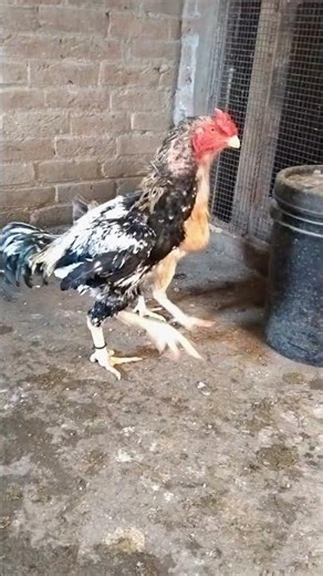 👑👑The king of my heart Java assel murga 👑👑