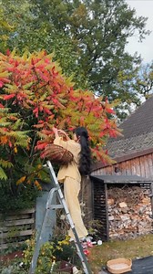 When your neighbor “gives” you a sumac tree 🌳 Guess it’s time to make some tea 🍵 | Her 86m2