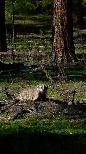 American Badger spotted during September elk hunt in New Mexico #bowhunting #wildlife #nature