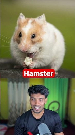 This Is How Different Animals Yawn 😮