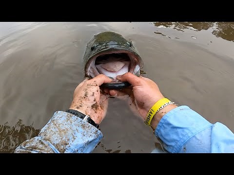 Molonglo River Monster *HUGE MURRAY COD* | Canberra Fishing | Polly's Fishing