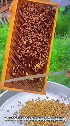 Bee Brood Inspection: The Key to Successful Honey Farming #AgriculturalInnovation