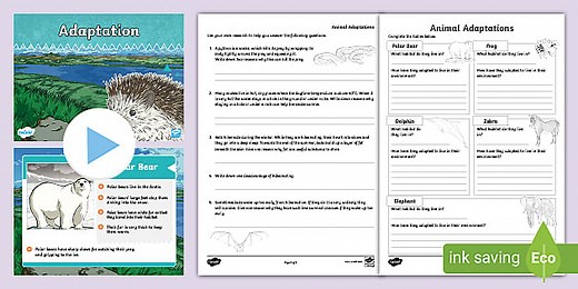 Adaptation Differentiated Lesson Teaching Pack