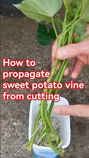 Garden tips 61 - How to propagate sweet potato vine #sweetpotato #propagate #gardeningtips