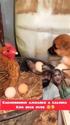 A galinha brigou com o cachorrinho sem ele merecer! #shorts #animals #dog #galinha