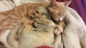 This cat is playing mom to two ferrets. via Viralvideouk | Dose