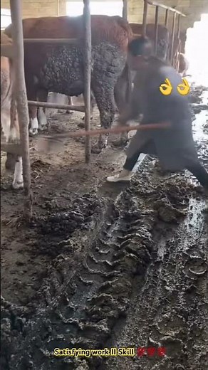 Cow poop collecting for making fertilizer