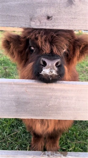 Why Mini Cows Make Great Pets for Farm Lovers