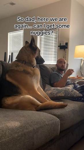 5.1K views · 56 reactions | Another day, another sitting like a human hoping to get human food vi... - 7530410810175180046 | Boden Hardy | Facebook