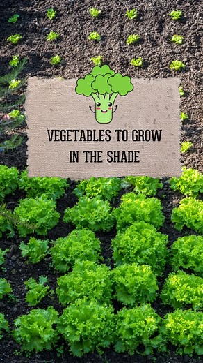 Shade-Loving Vegetables: A Guide to Growing Veggies in Partial Shade