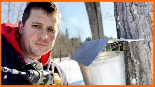 Tapping maple trees for syrup the Vermont way