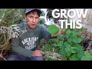 Indian Cress: Anti-Cancer Weed You're Probably Not Growing But Should Be