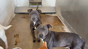 5.2K views · 258 reactions | FOUR REALLY GREAT DOGS IN KENNEL #41...