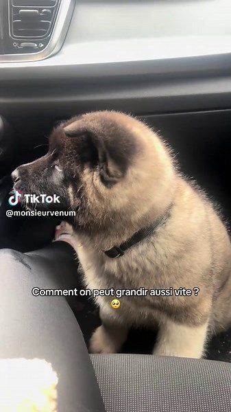 Mon Petit Bébé Akita : Une Croissance Impressionnante