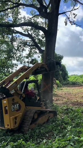 Hernandez Tree Service on TikTok
