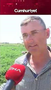 Excitement of early harvest begins for Çanakkale's registered flavor