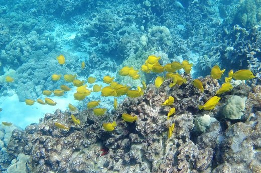 Snorkeling Two Step Beach At Honaunau Bay: Everything You Need to Know