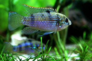 pesci_anomalochromis_thomasi
