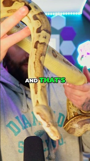 Owning a Snake Can Get Expensive FAST! #snakes