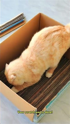 DIY scratcher happy cat paws + zero #Pestfen #catlover #catproducts #cardboardcutter #diycattoys