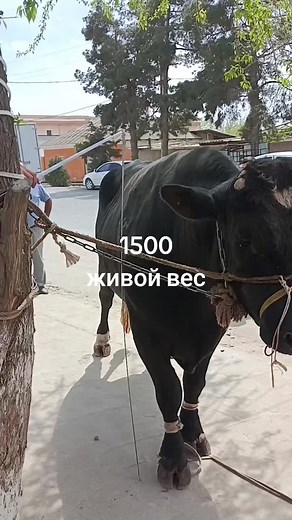 botir on TikTok