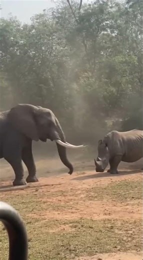 Elephant and Rhinoceros Standoff in African Jungle | Real Wildlife Power Display