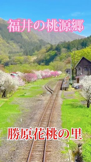 勝原花桃の里：桃源郷のような絶景