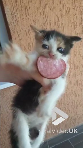 Cute kitten won't give up salami easily || Viral Video UK