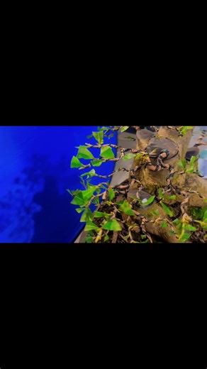 593 reactions · 14 comments | Tài Lê on Reels | Facebook