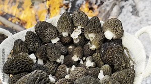 collecting edible morel mushrooms in nature