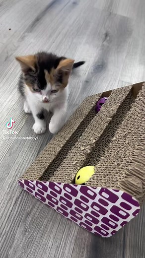 2.3K views · 85 reactions | Our kittens are finally old enough to be adopted!!! A few still need to be spayed and neutered but we are accepting applications! We have 2 pairs and 3 singles! They’re all as lovely as can be, if you’re into that kind of thing  | The Shabby Tabby Cat Cafe | Facebook