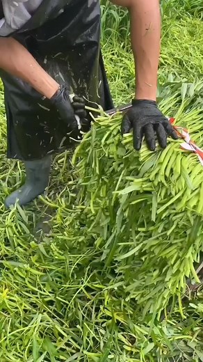 831K views · 6.2K reactions | Knowledge Hub on Reels | Facebook