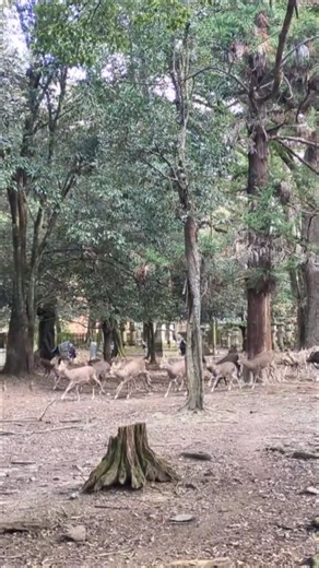 【鹿寄せ】ホルンの音色に誘われて飛火野にむかう鹿の大集団