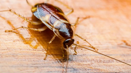 The 6 Most Common Causes of a Cockroach Infestation in Your House