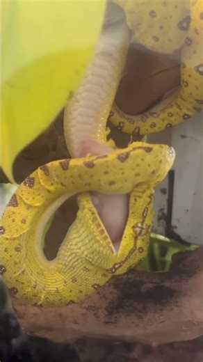 Green Tree Python Feeding FRENZY!