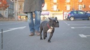 Beautiful black french Bulldog walking on a concrete road (on a leash) facing the camera. Professional slow motion backwards gimbal shot. Small depth of field.