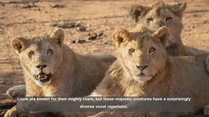 10 Surprising Lion Sounds and Their Meanings