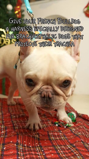 🐾 Explore PetPark Select – All-in-One for Your Pet! 🎒 Travel backpacks for cats & dogs 🐕 Chest-friendly harnesses for short-nosed breeds 🛏️ Cozy beds & calming toys 🚗 Seat belts & sling bags for safe outings | PetPark Select