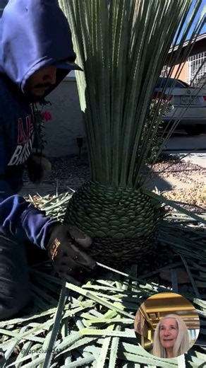 Massive cactus trimming challenge #gardening #plants #trim