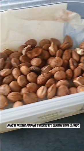 Faites germer vos noyaux d'abricot et autres fruits 😊
