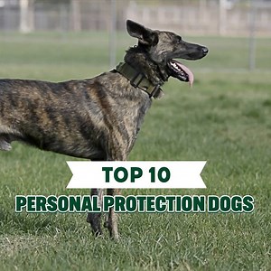 TOP TEN DOGS FOR PERSONAL PROTECTION ‍了 | Animals Lovers | Facebook
