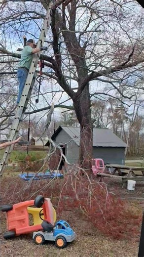 tree branch breaking