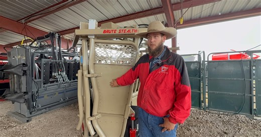 Safety first: Expert tips for cattle chute work