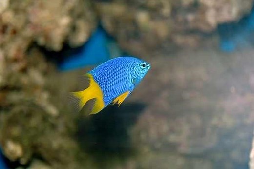 Yellowtail Damselfish: Care Guide & Facts | Saltwater Aquarium Blog