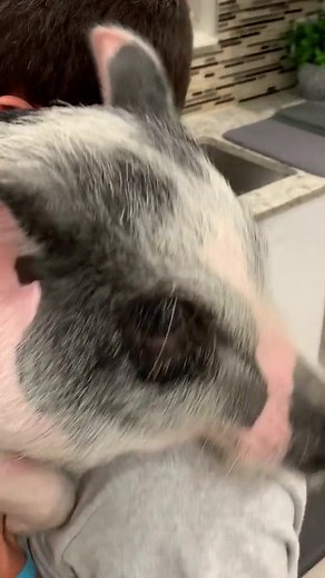 1.7K views · 18 reactions | My friend cooking with lulu the pig #pig #cooking | Paul Cuffaro | Facebook