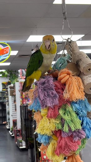 I’m a big kid now! I love his/her cute little yellow “pants”! | Fish Tails Pet Emporium